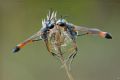 Ammophila heydeni heydeni